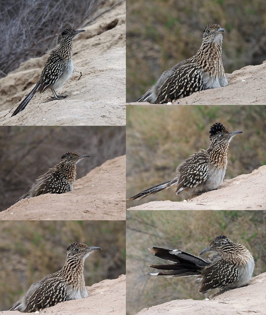 6-photo collage of close encounter with a roadrunner