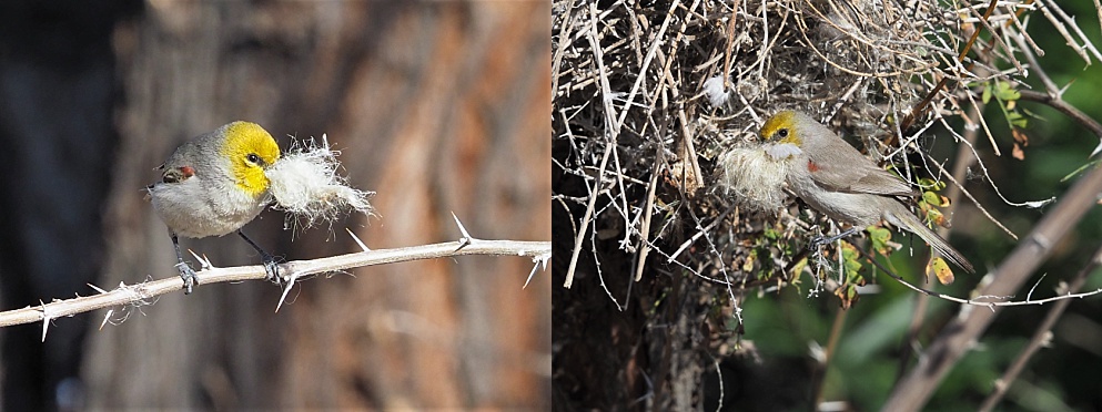 2-photo collage of verdins with cottonwood fluff for nest