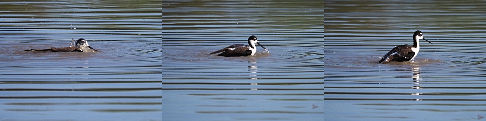 3-photo collage of black-necked stilt dunking itself