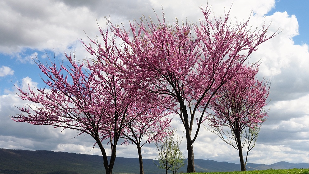 3 redbud trees in bloom