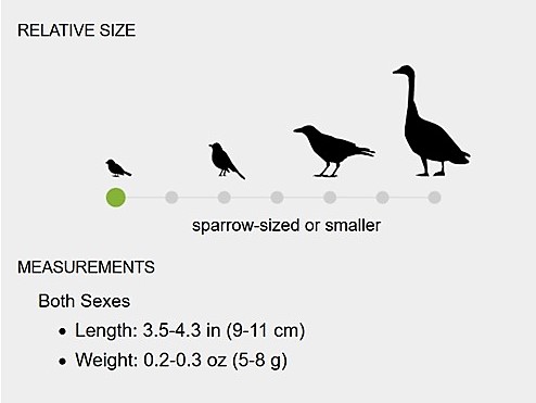 Screenshot from Cornell Lab of Ornithology