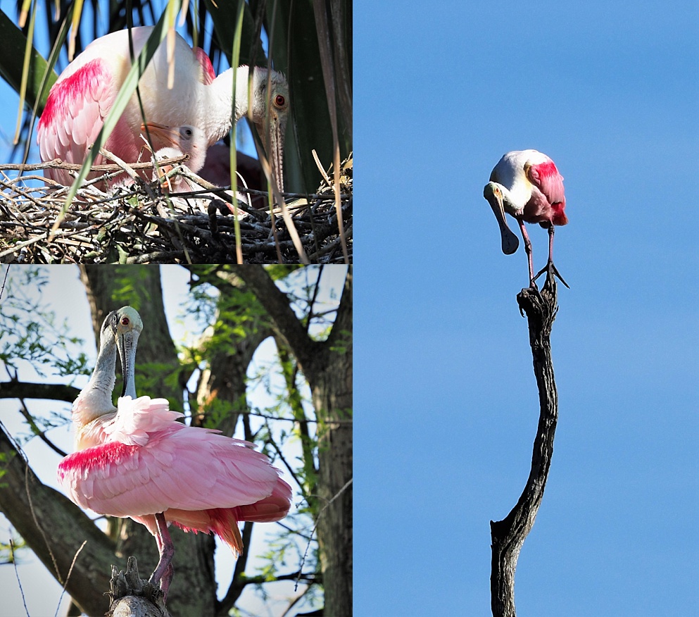 3-photo collage of roseate spoonbills