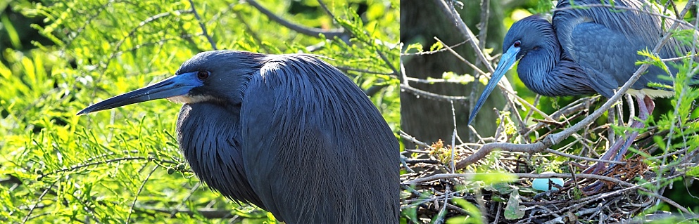 2-photo collage of little blue herons