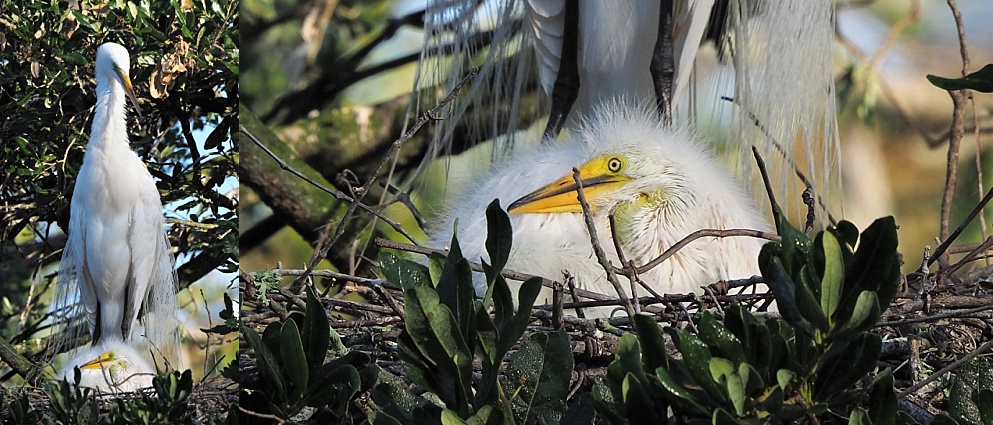 2-photo collage of great egret with chick
