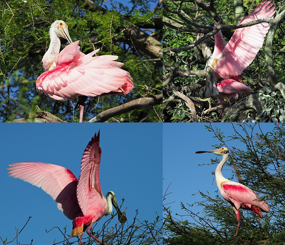 4-photo collage of roseate spoonbills