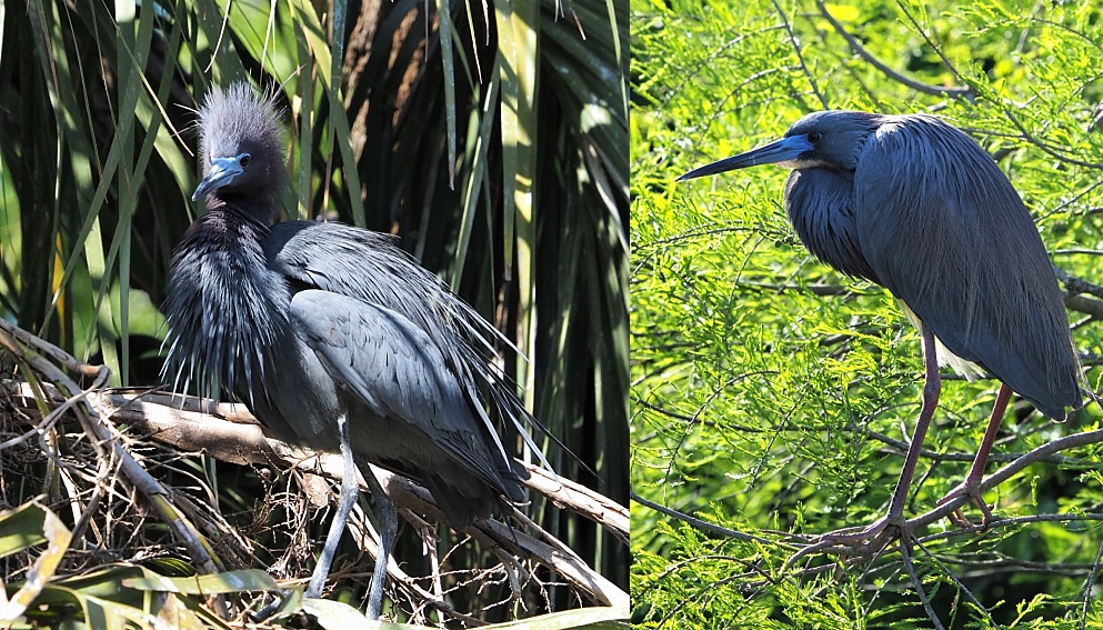 2-photo collage of little blue herons