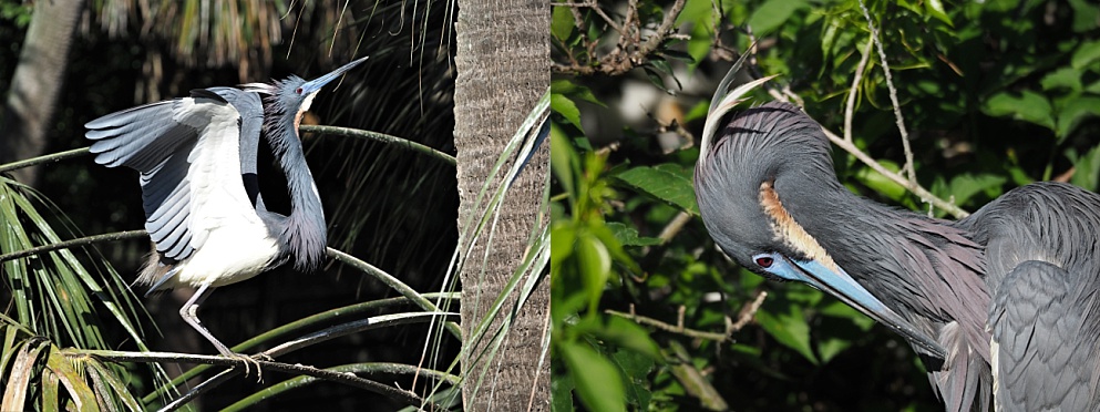 2-photo collage of little blue herons