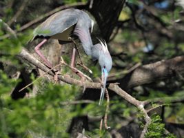 Little blue heron with nesting material