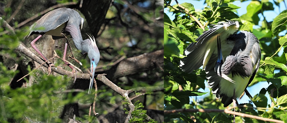 2-photo collage of little blue herons