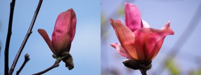 2-photo collageof magnolia blossoms that survived the squirrels