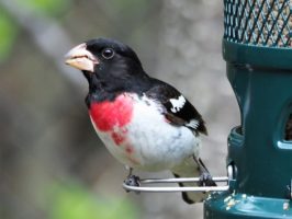 Close-up of rose-breasted grosbeak at feeder.