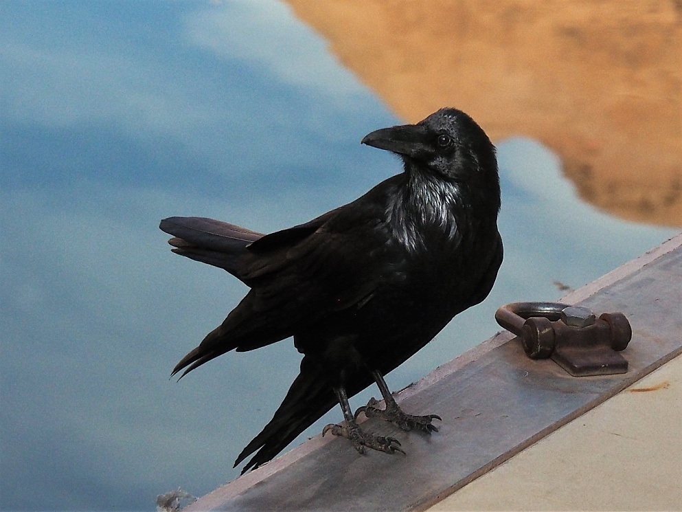 Raven on dock with water behind him