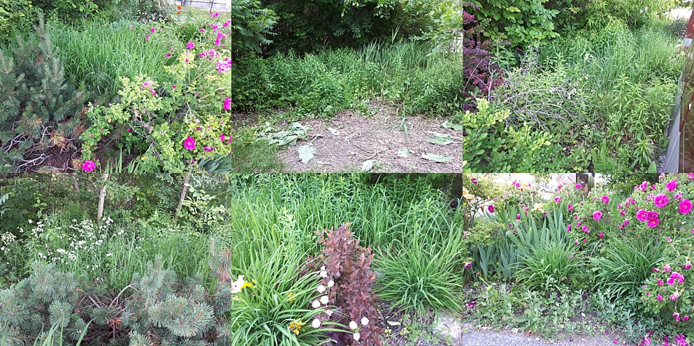 Community garden going under