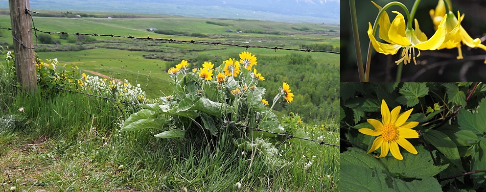 Spring flowers in Waterton Lakes