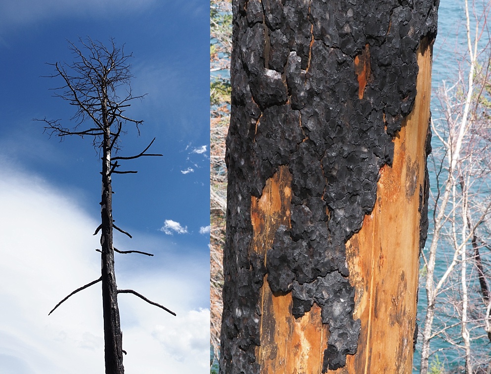 Fire damage to tree from Kenow Wildfire