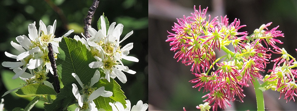 Spring wildflowers in Glacier National Park