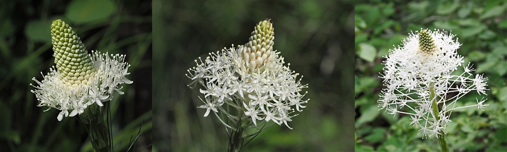 Grasses in flower