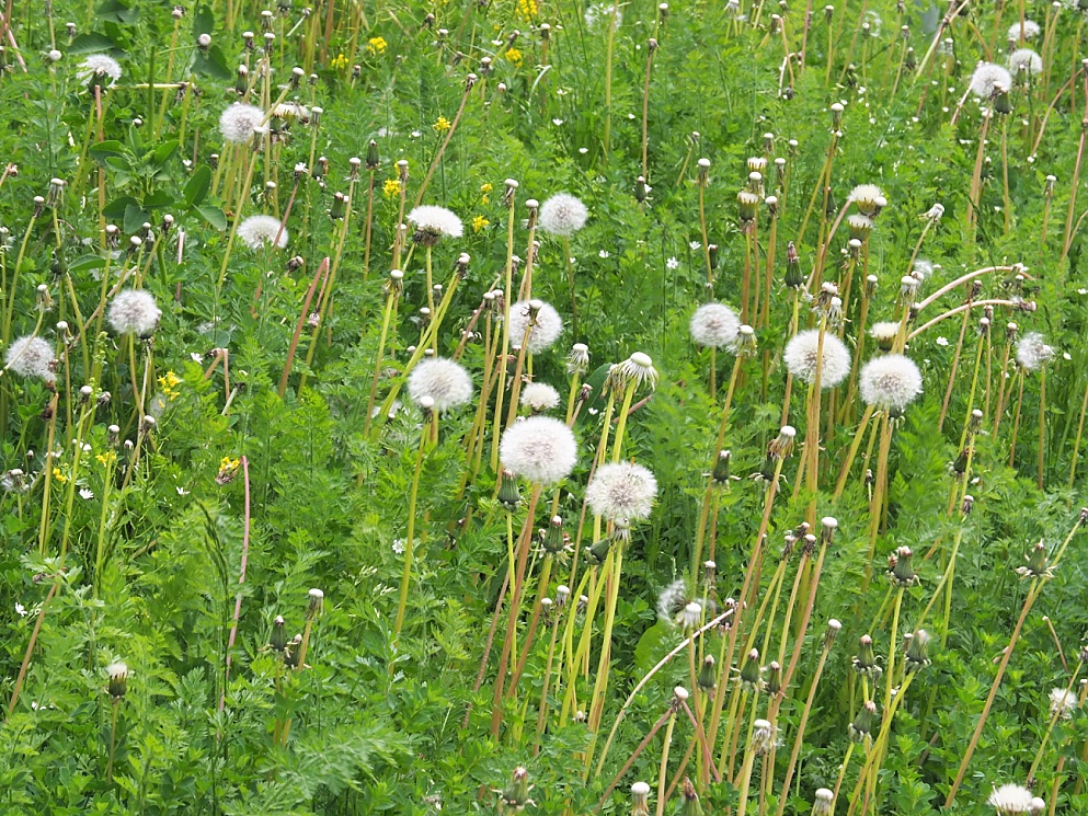 Dandelions in seed in early June