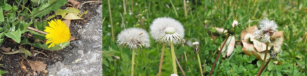 Forms of dandelions
