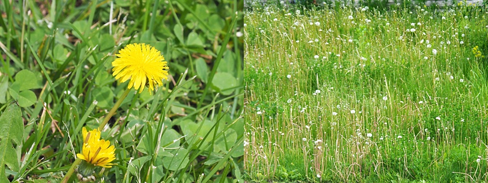 Dandelions in private yards