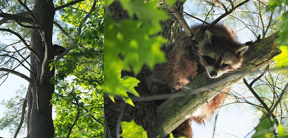 2-photo collage of raccoon in tree