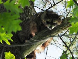 Raccoon sleeping in a tree