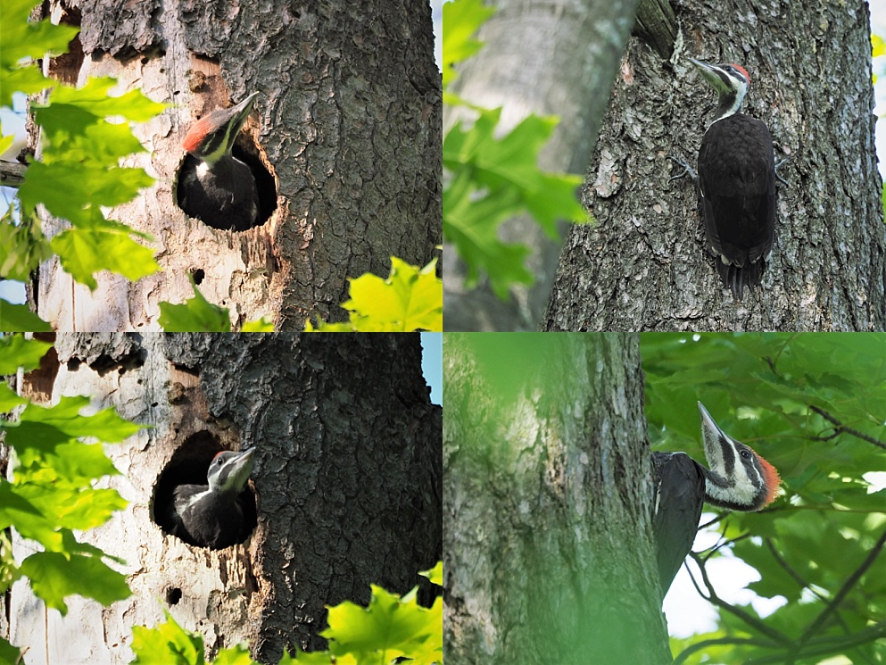 Pileated woodpecker juvenile