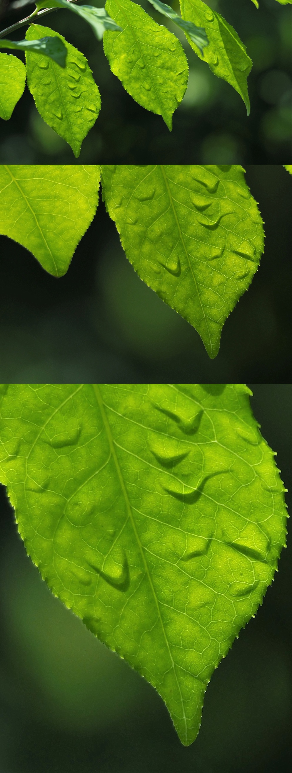 3-photo collage sowing leaves that appear to be melting