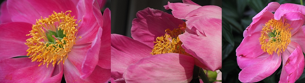 3-photo collage of peonies