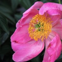 Peony close-up