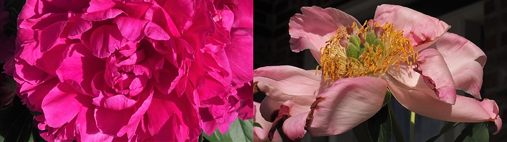 2-photo collage of peonies in full bloom