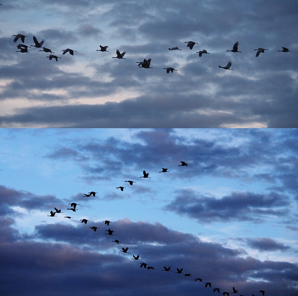 Flocks of sandhill cranes in the air