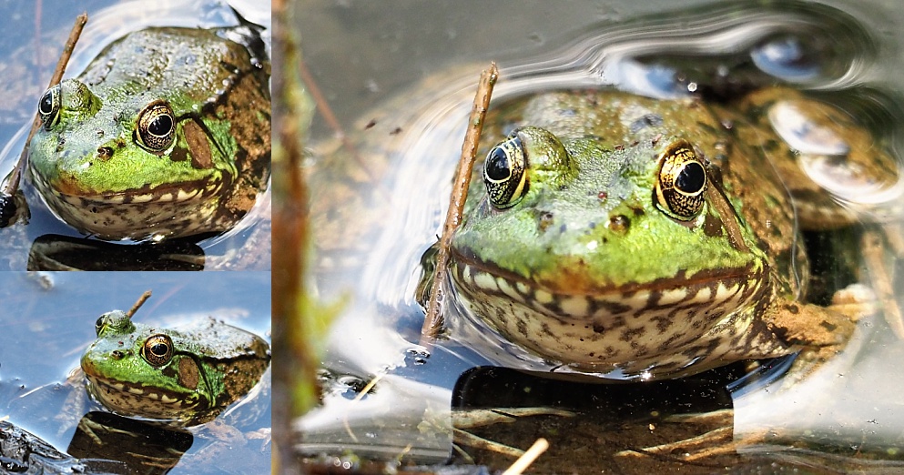3-photo collage of frog lurking in slime