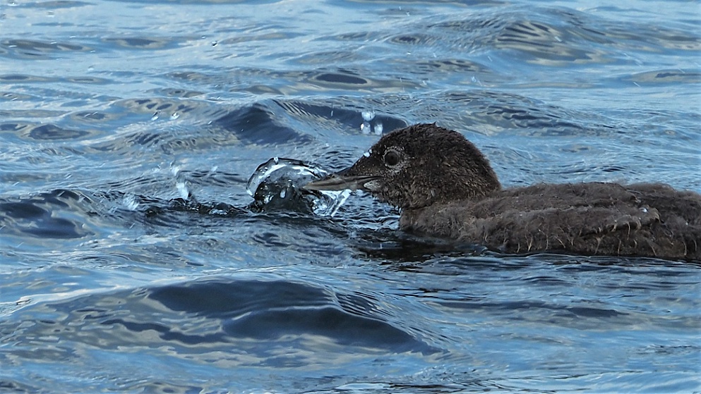 Juvenile loon splashing beak