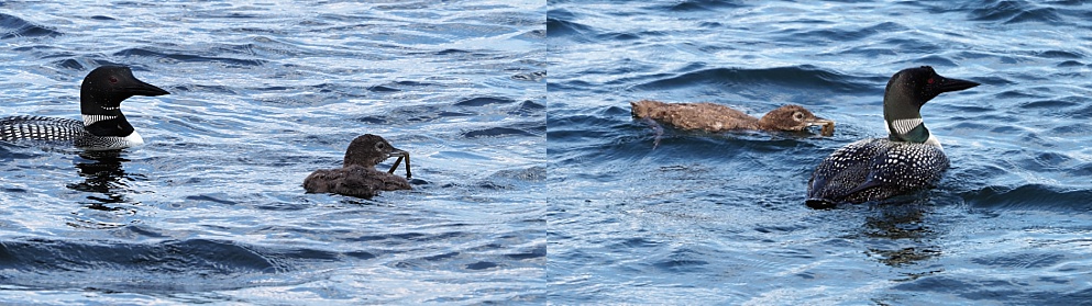 2-photo collage of common loons eating slimy bits