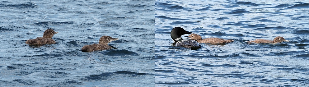 2-photo collage of juvenile loons and parental unit