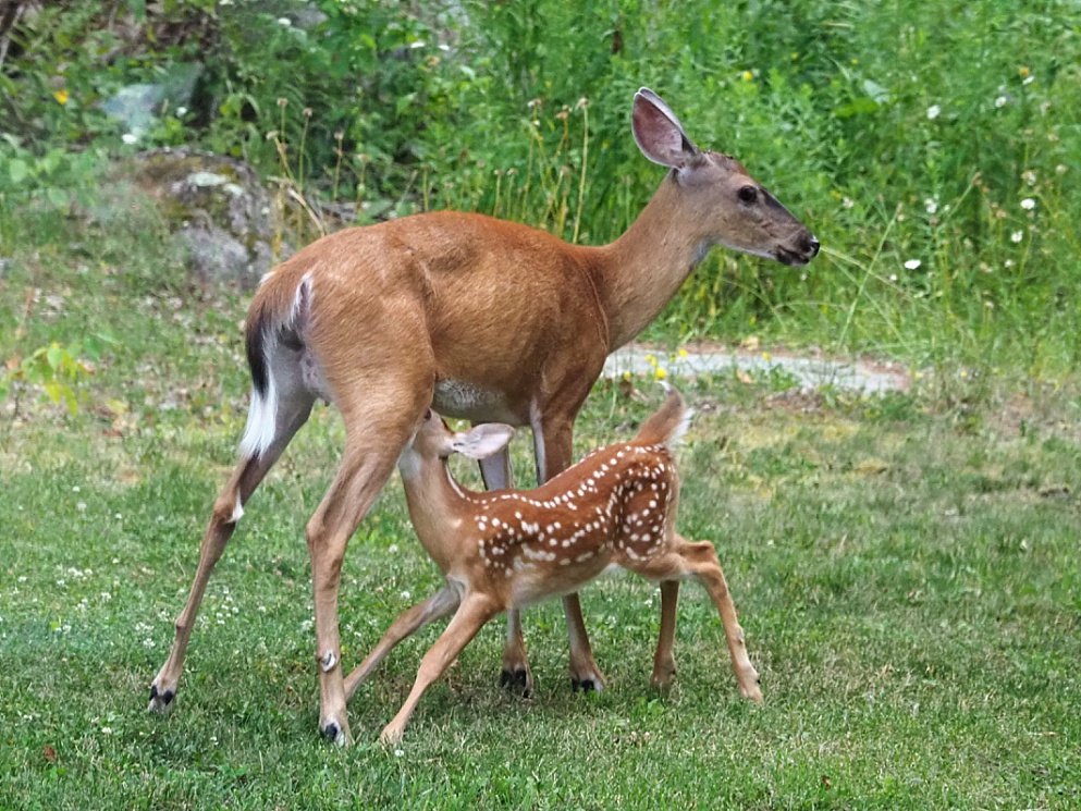 Fawn nursing in the backyard