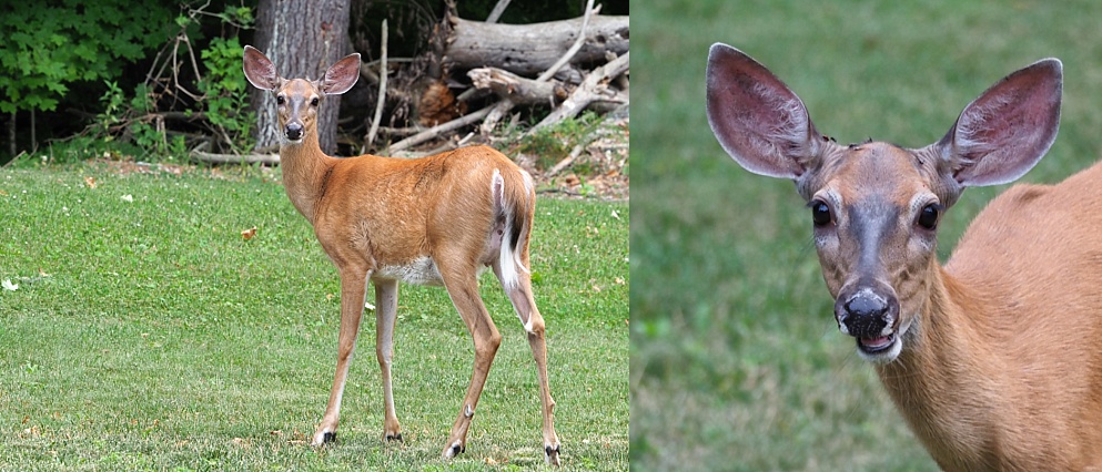 2-photo collage of doe at White Lake