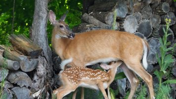 Fawn nursing in the woods