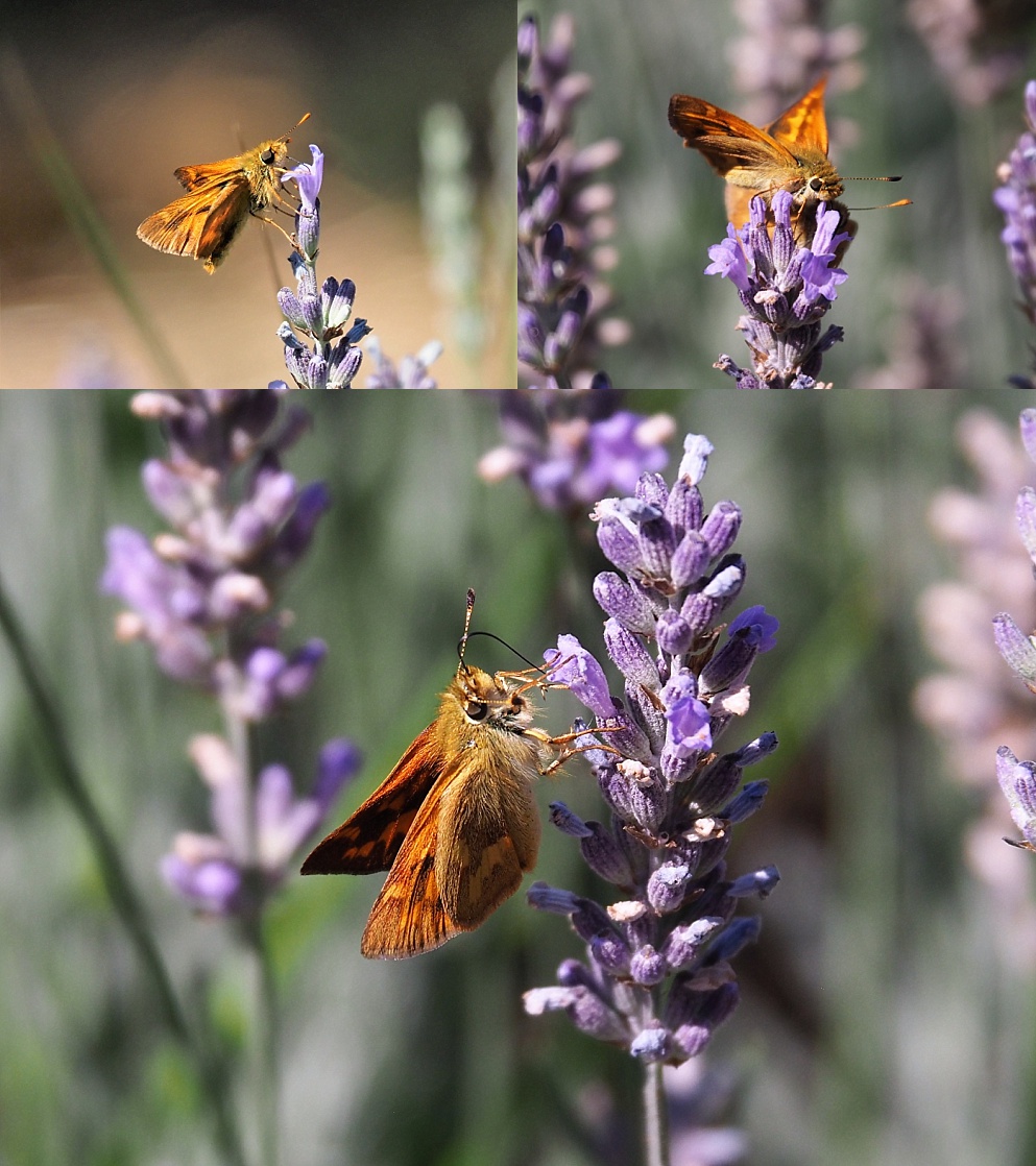 3-photo collage of orange moths on purple lupins
