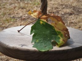 Maple leaf
