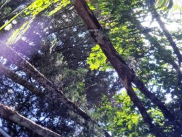 West Coast forest reflected in hood of car