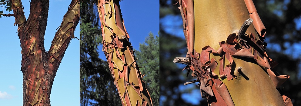 3-photo collage of arbutus trees