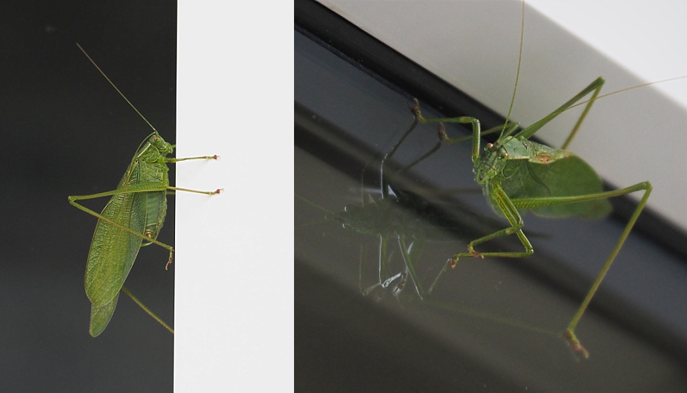 2-photo collage of grasshopper on window
