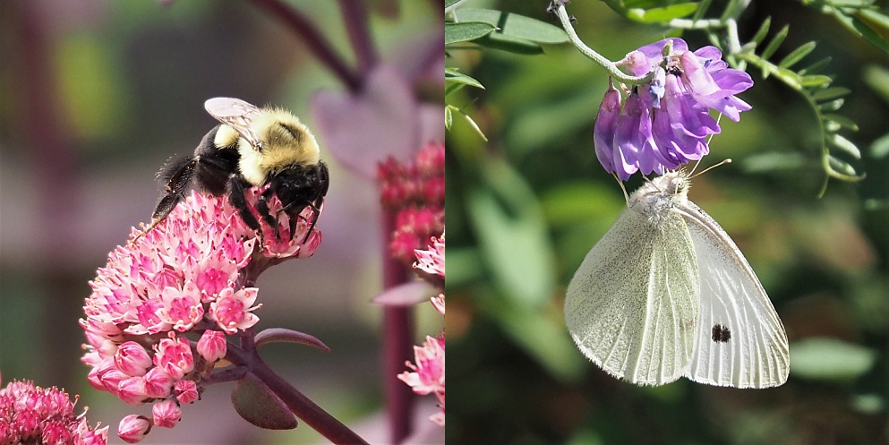 Bee and moth