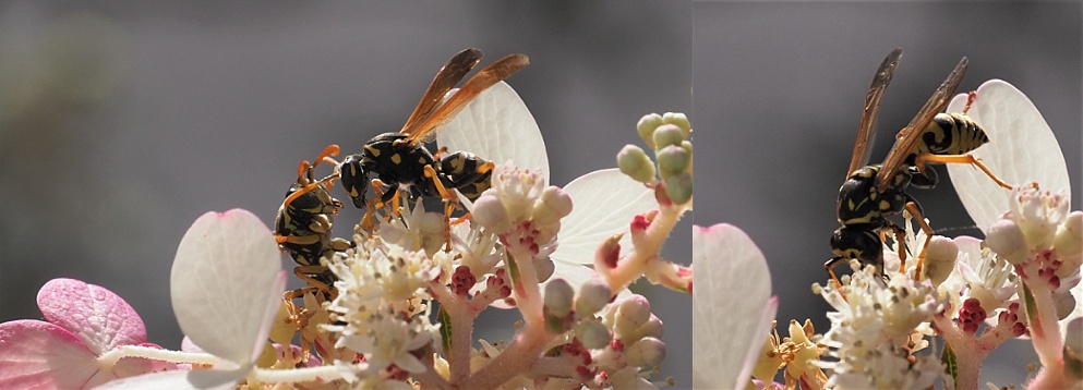 Wasps on pinky-winky hydrangea