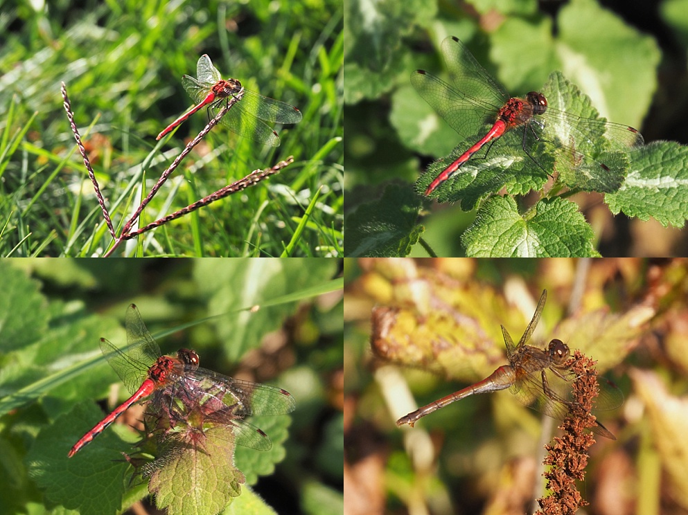 Collage of late-season dragonflies