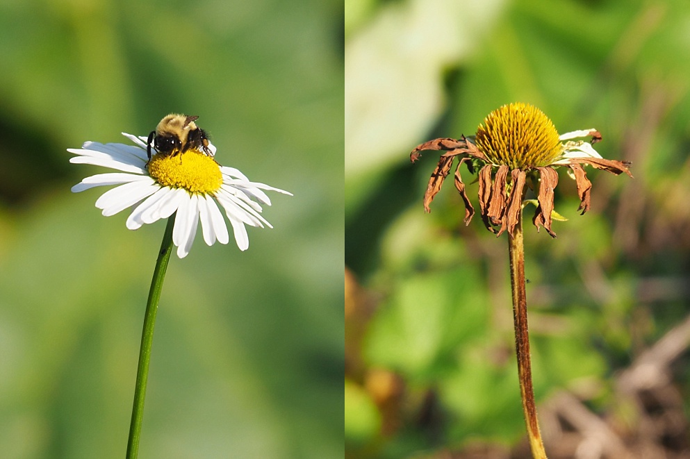 2-photo collage of daisies