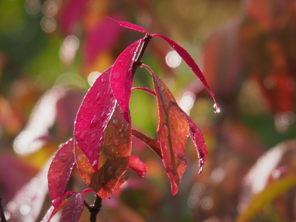 Sun shining through raindrops on flame bush