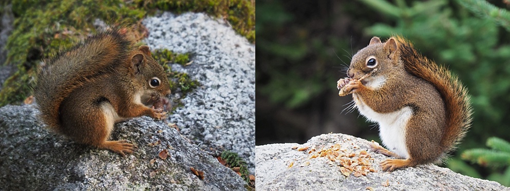 2-photo collag eof red squirrels in Cape Breton